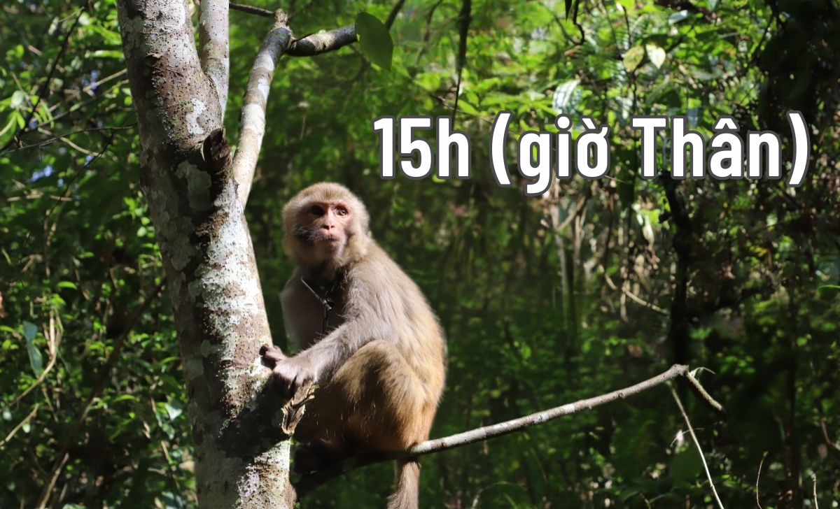 15h giờ Thân