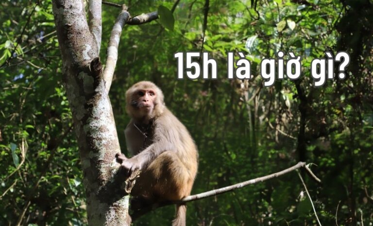 15h là giờ gì? Nên và không nên làm gì lúc 15 giờ chiều?