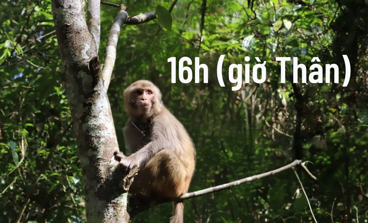 16h giờ Thân
