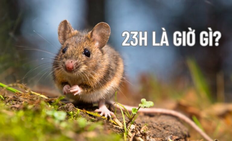 23h là giờ gì? Nên và không nên làm gì lúc 23 giờ đêm?