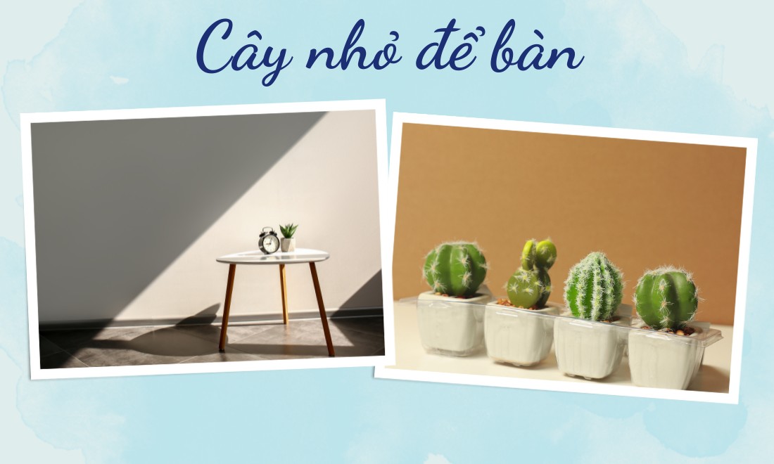 TOP 30+ Quà Tặng Chia Tay Đồng Nghiệp Ý Nghĩa Giúp Lưu Giữ Kỷ Niệm Đẹp 6 Chậu cây để bàn – lời chúc “luôn tươi mới” dành cho đồng nghiệp