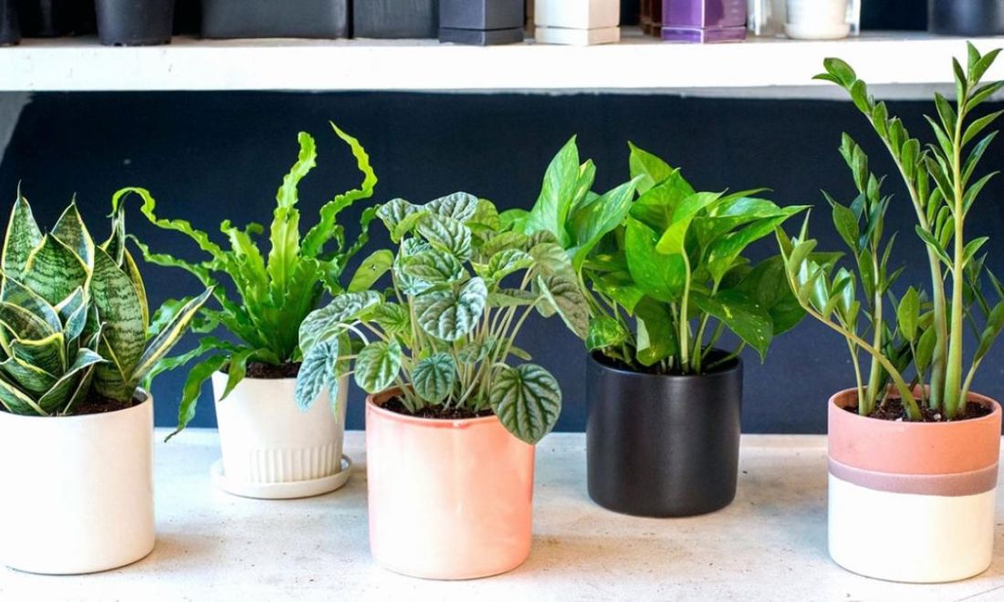 Cây để bàn mini