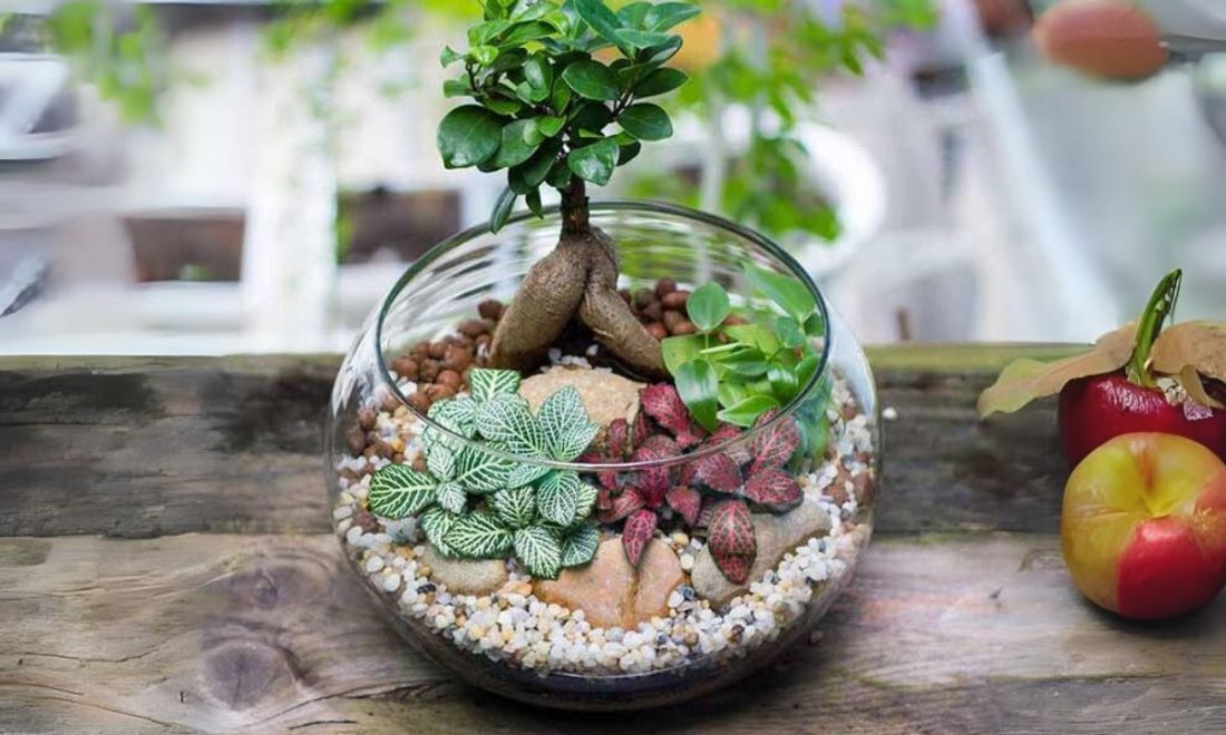 Chậu cây xanh mini – một món đồ phong thuỷ xinh xắn